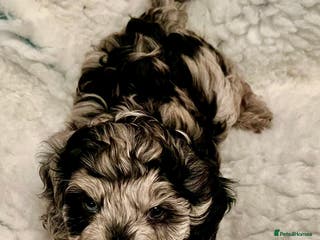 Labradoodle dogs F1B Mini Labradoodle, LAST 1 Health tested parents - Advert 14