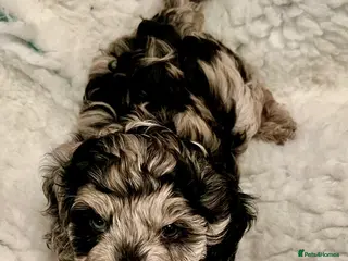 Labradoodle dogs F1B Mini Labradoodle, LAST 1 Health tested parents - Advert 2