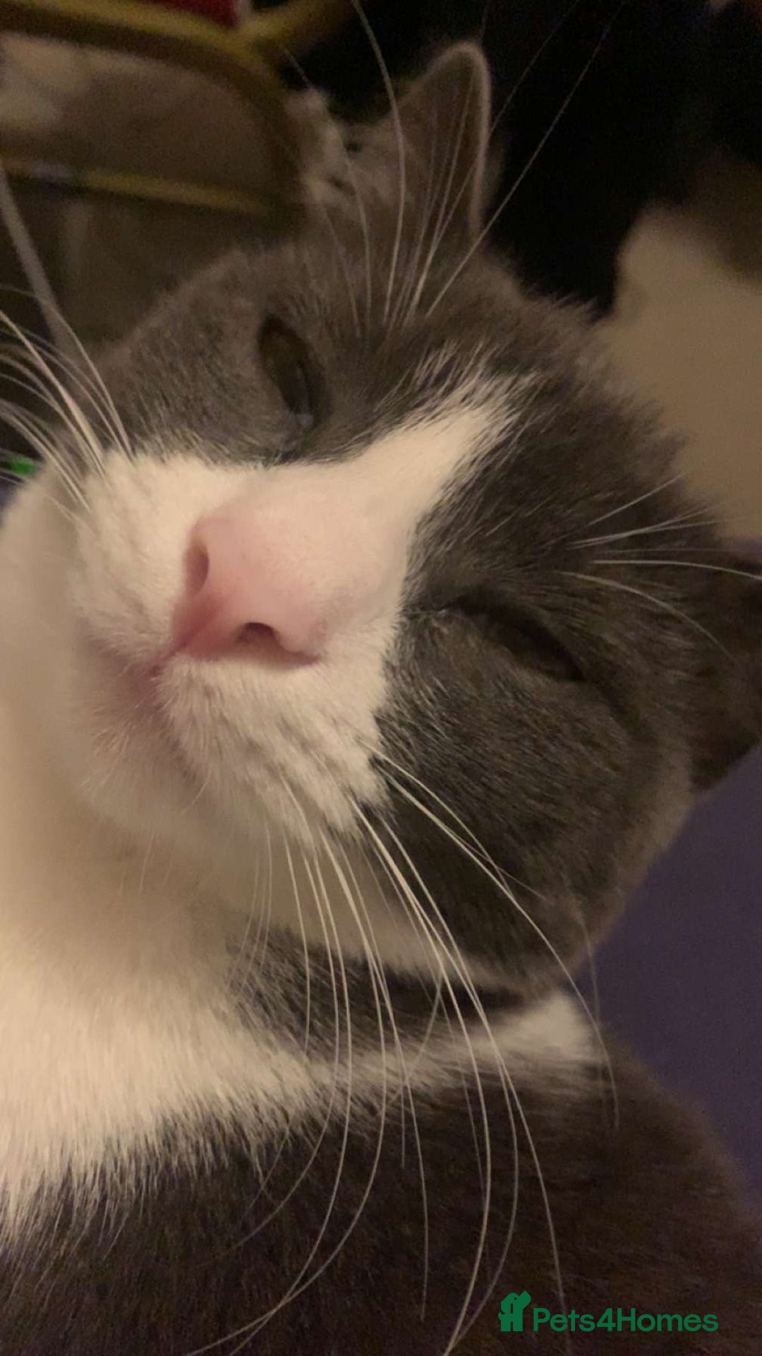 British Shorthair cats for sale: Stella - Advert 2