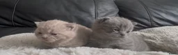 British Shorthair cats for sale: 2 beautiful fluffy British shorthairs available  - Advert 5