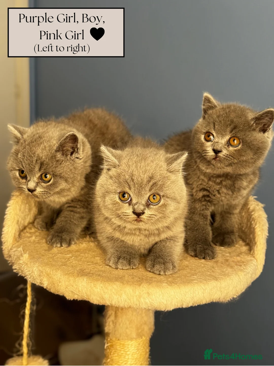 British Shorthair cats for sale: *READY SOON* BRITISH SHORTHAIR KITTENS🐱🩶 - Advert 11