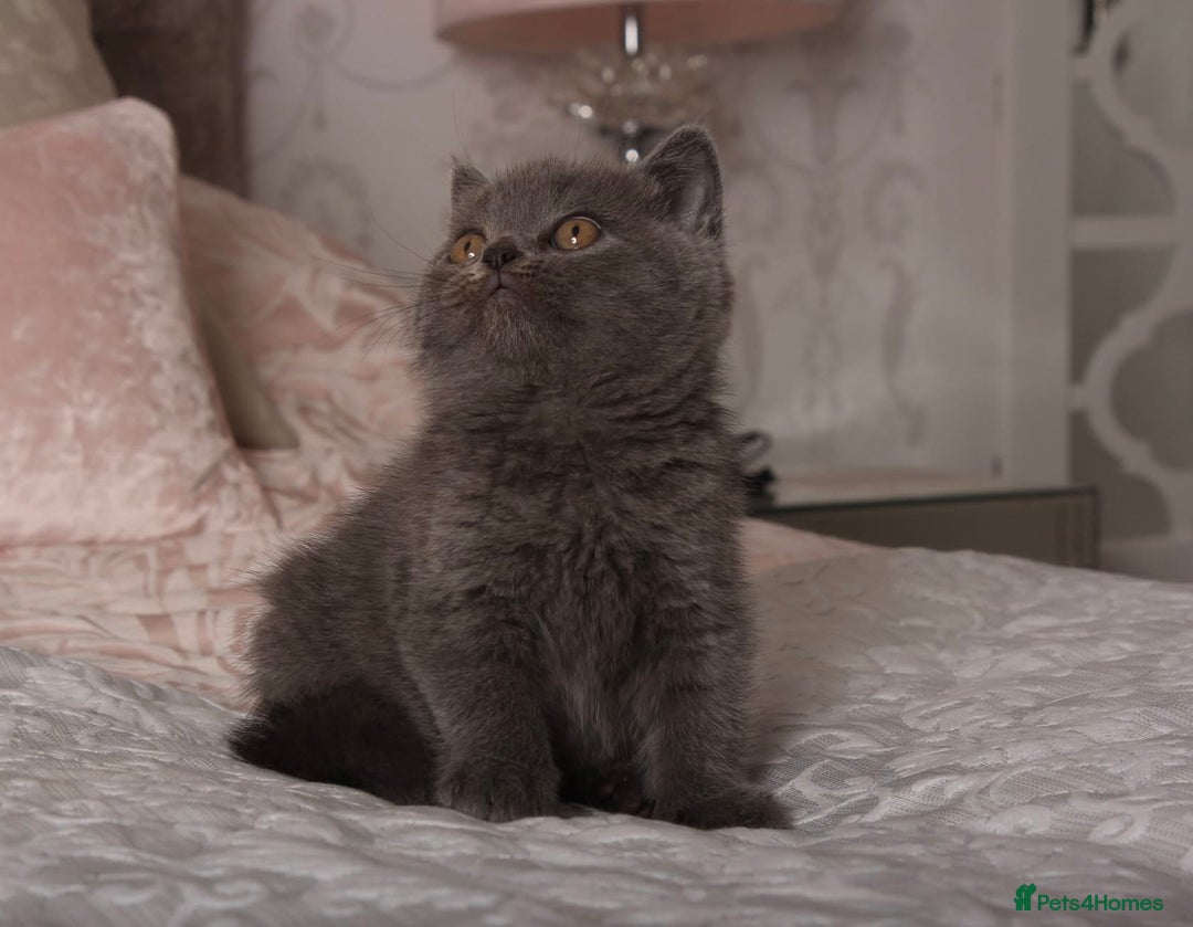 British Shorthair cats for sale: Gorgeous BSH Kittens  - Image 15