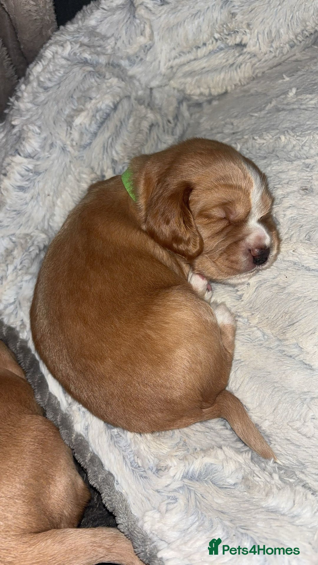 Cocker Spaniel dogs for sale: Cocker spaniel puppies for sale  - Advert 3