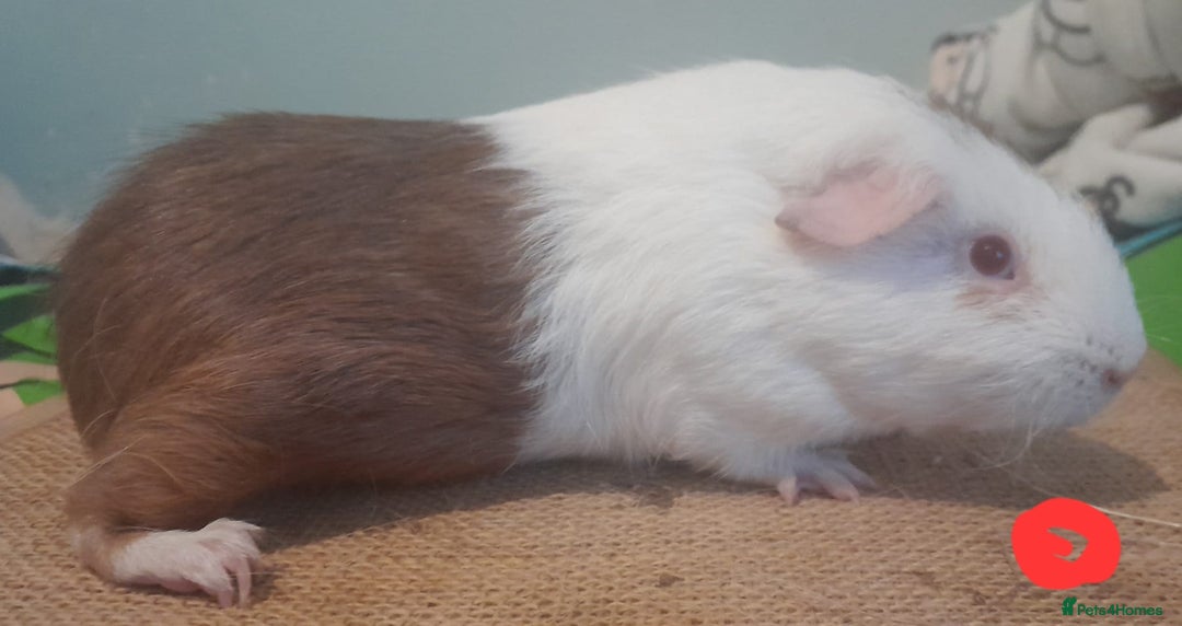Guinea Pig rodents for sale: Skinny/werewolf boys available - Image 4