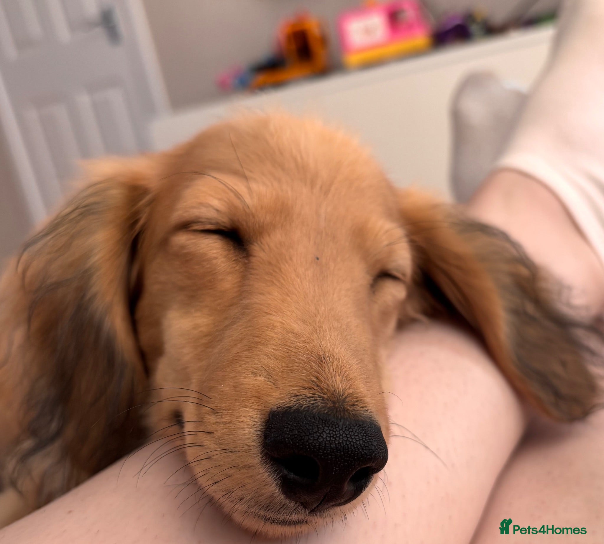 Miniature Dachshund dogs Beautiful KC Long-Haired Miniature Dachshund - Advert 5