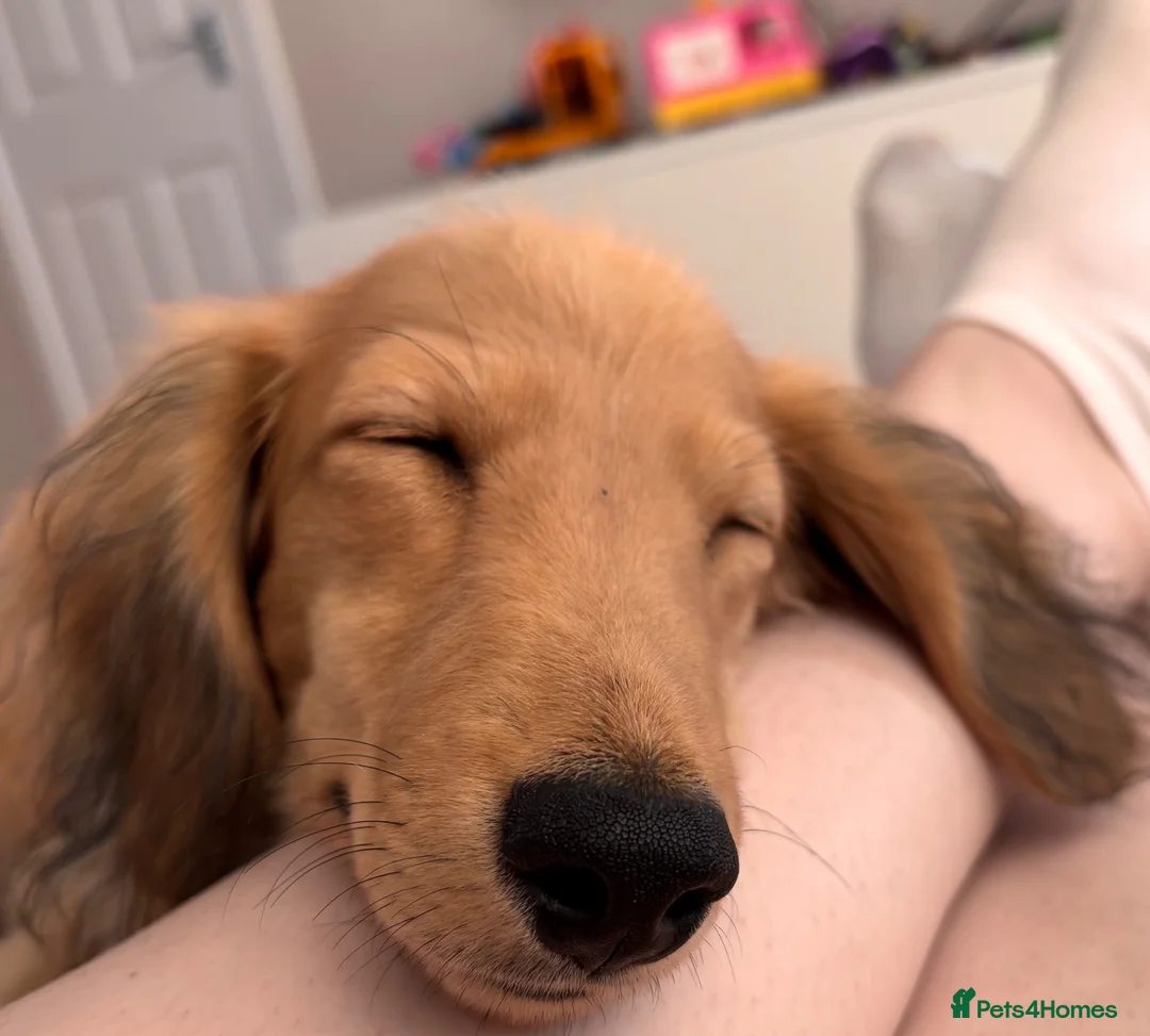 Miniature Dachshund dogs for sale: Beautiful KC Long-Haired Miniature Dachshund in Basingstoke - Advert 1