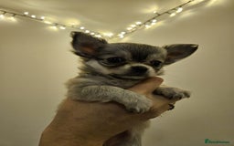 Chihuahua dogs for sale: Male Puppy Long haired Fawn and Sable Chihuahuas  - Advert 9