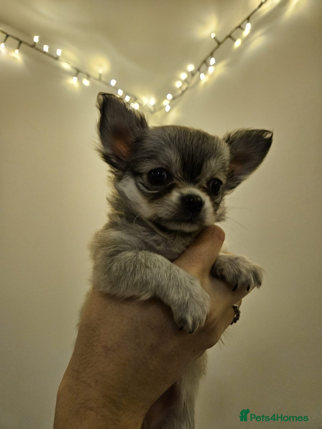 Chihuahua dogs for sale: Male Puppy Long haired Fawn and Sable Chihuahuas  - Advert 9