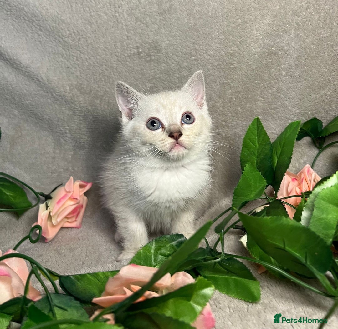 Mixed Breed cats for sale: 6 cute blue-eyed Ragdoll and BSH mix kittens  - Advert 14