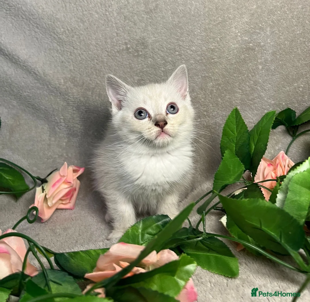 Mixed Breed cats for sale: 6 cute blue-eyed Ragdoll and BSH mix kittens  - Advert 14