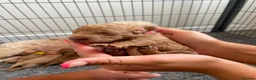 Cockapoo dogs for sale: Beautiful Cockapoo Puppies in Bristol - Advert 4