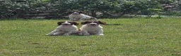 English Springer Spaniel dogs for sale: Springer spaniel pups for sale in Melton Mowbray - Advert 5