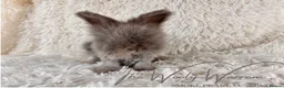 Angora rabbits for sale: FULLY VACCINATED ANGORA BROTHERS  - Advert 6