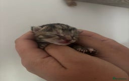 Mixed Breed cats for sale: Three tabby cats.  - Image 7