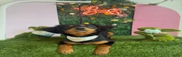 Mixed Breed dogs for sale: 11month old Female mixed breed  - Advert 3