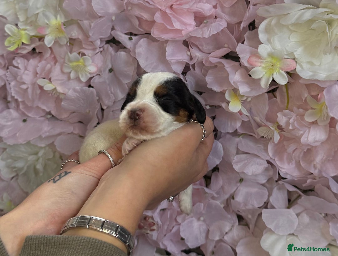 Beagle dogs for sale: KC Registered & Health Tested Puppies - Image 8