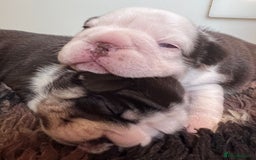 French Bulldog dogs for sale: French Bulldog Puppies  - Image 14