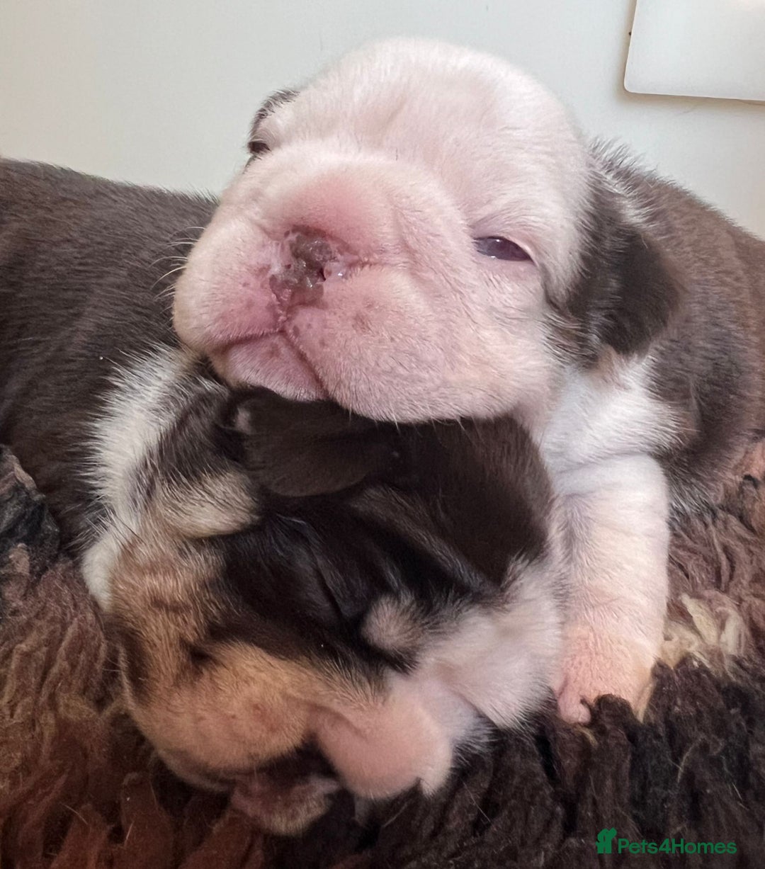 French Bulldog dogs for sale: French Bulldog Puppies  - Image 14