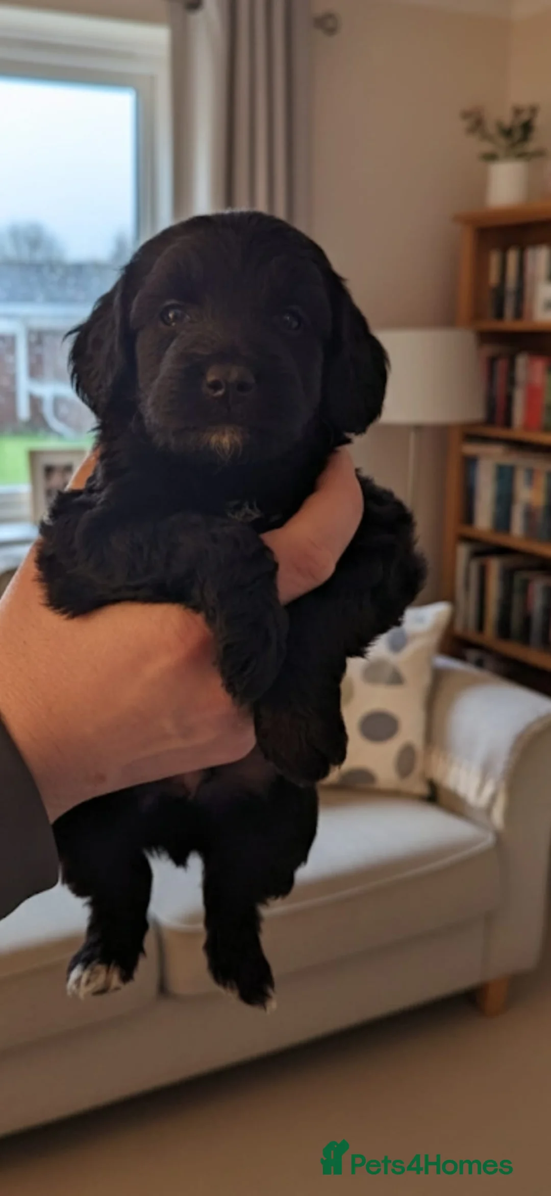 Cockapoo dogs for sale: 7 stunning cockapoo puppies in Slough - Advert 6