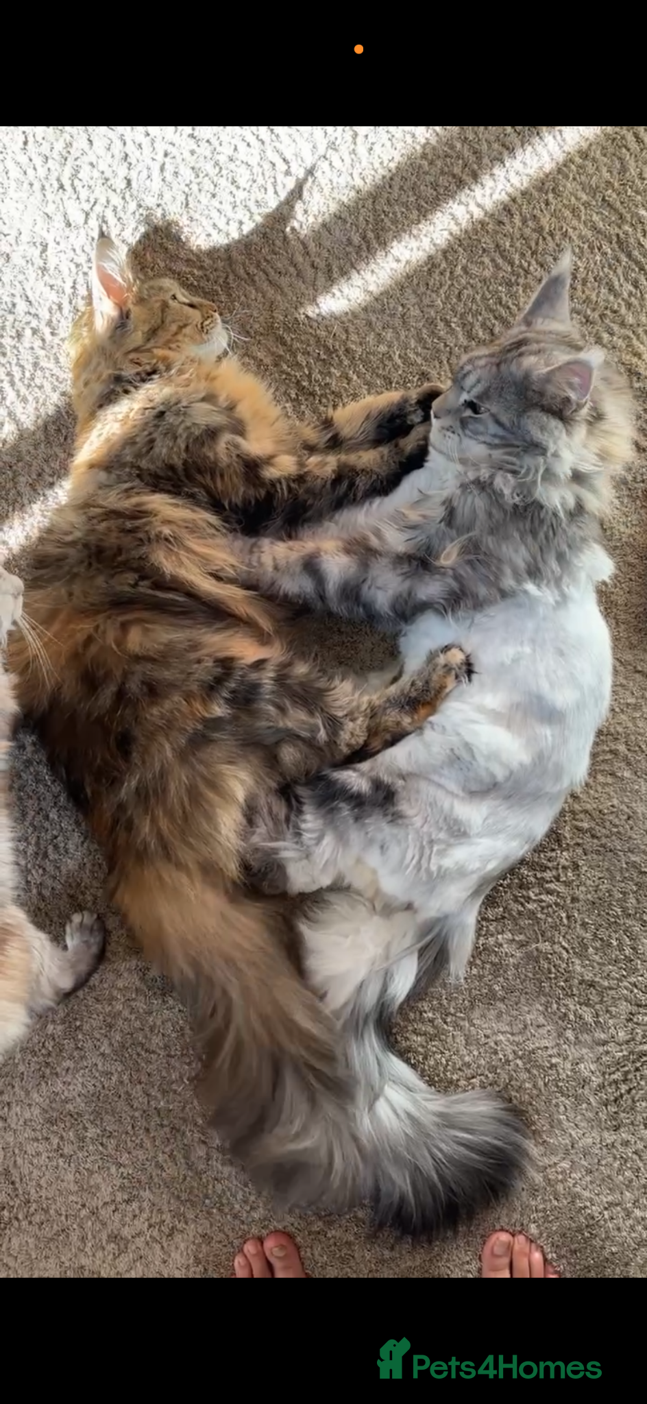 Maine Coon cats for sale: TICA Mainecoon Litter Due  - Advert 11