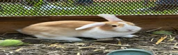 Mini Lion Lop rabbits for sale: Mini lop x lion head  - Advert 4