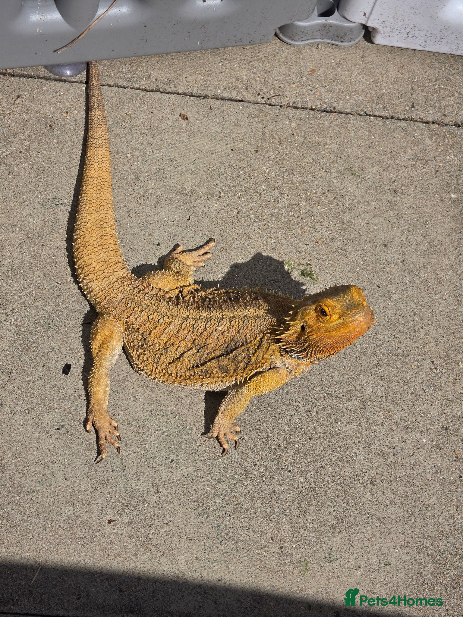 Bearded Dragon reptiles Bearded dragon - Advert 2