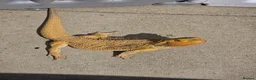 Bearded Dragon reptiles for sale: Bearded dragon - Advert 1