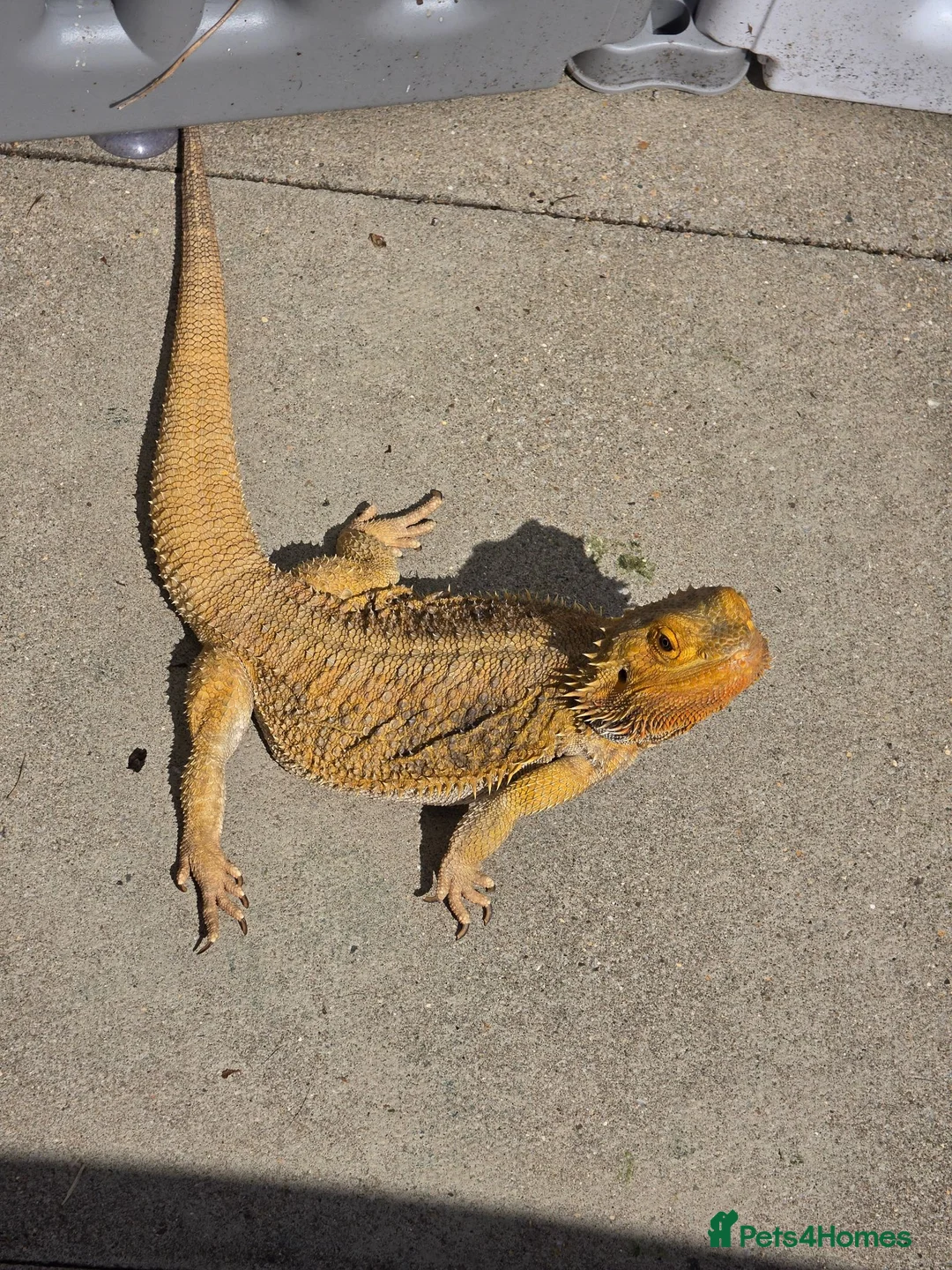 Bearded Dragon reptiles for sale: Bearded dragon - Advert 1