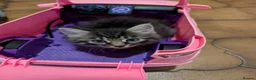 Maine Coon cats for sale: Ragdoll and Mane Clone mix parent  in Perth - Advert 5