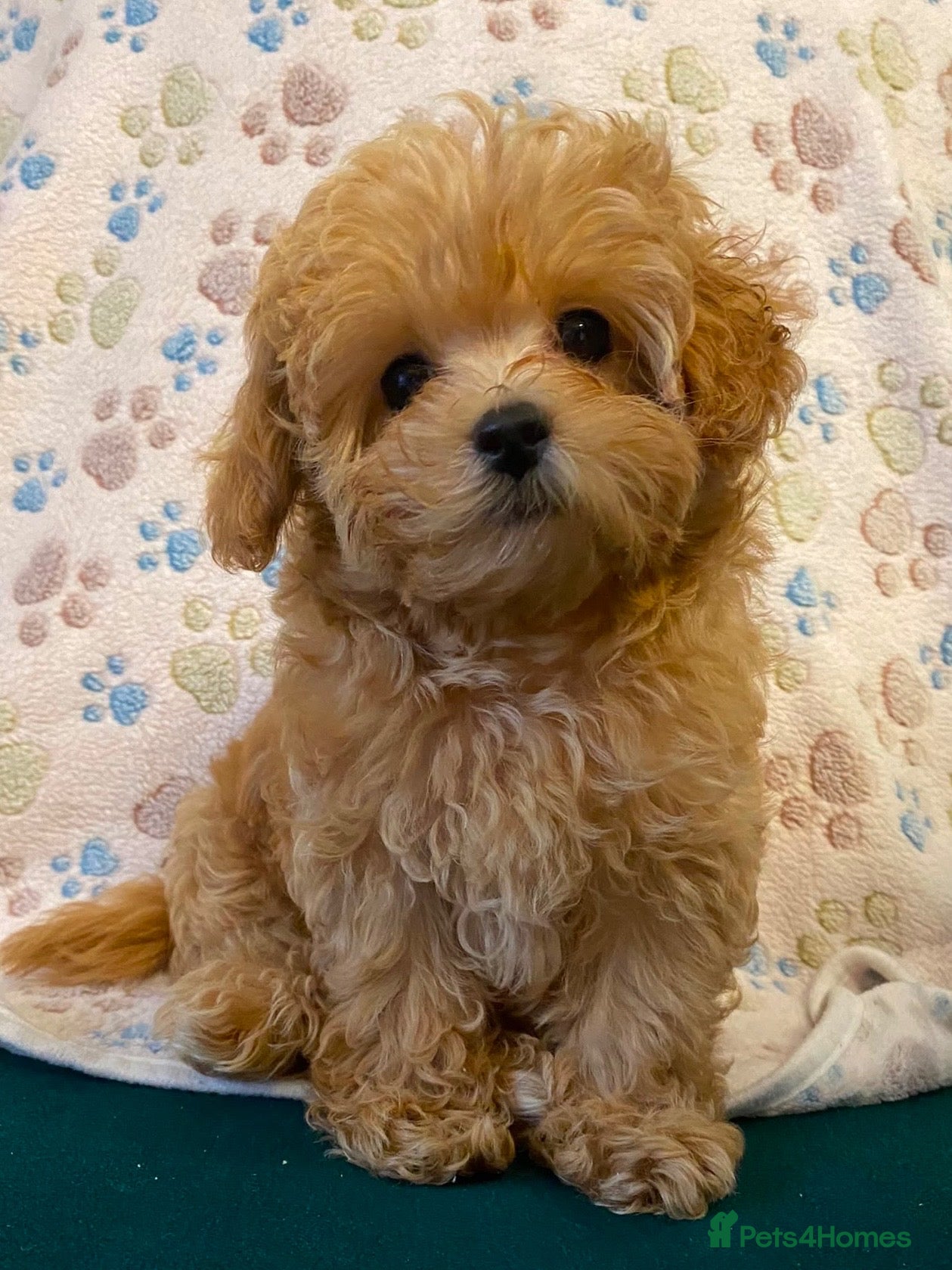 Maltipoo dogs for sale: Beautiful  Maltipoo puppies F1B 🥰 - Advert 3