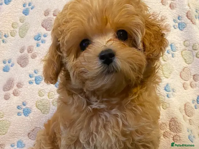 Maltipoo dogs for sale: Beautiful Maltipoo puppies F1B 🥰 - Advert 13