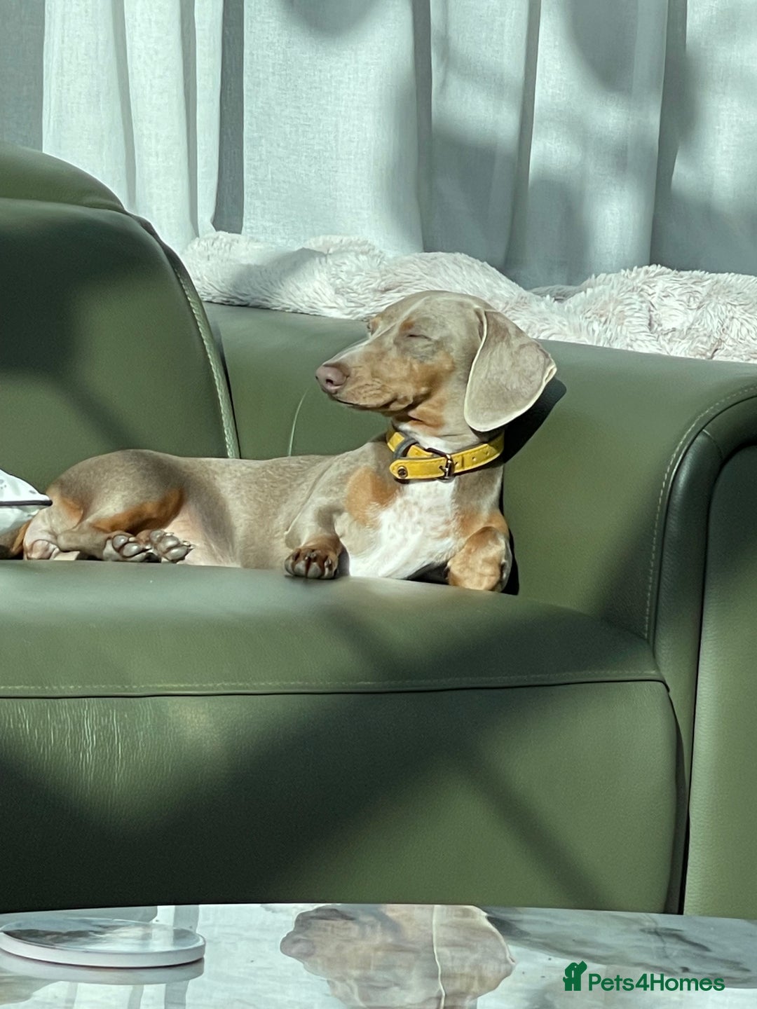 Miniature Dachshund dogs for sale: 7 Miniature Dachshunds for sale - Image 3