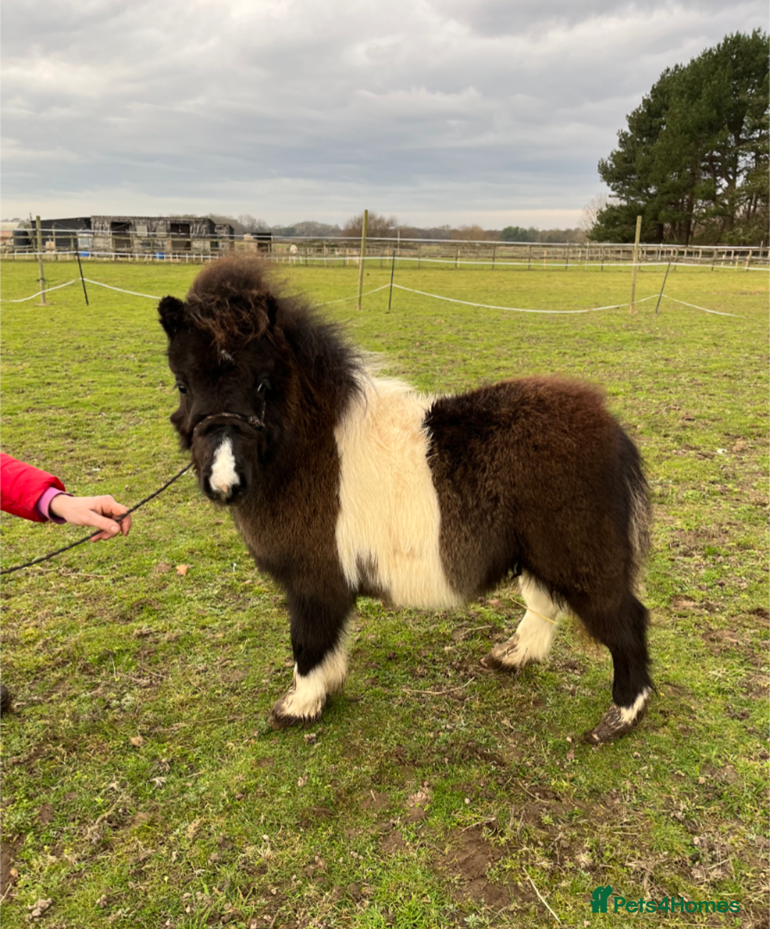 Shetland pony horses for sale: Stunning Minature Shetlands registered colts  - Advert 3