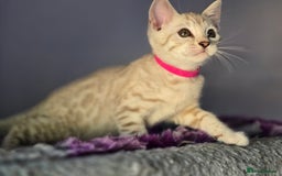Bengal cats for sale: TICA Champion Bengal Kittens  - Image 16