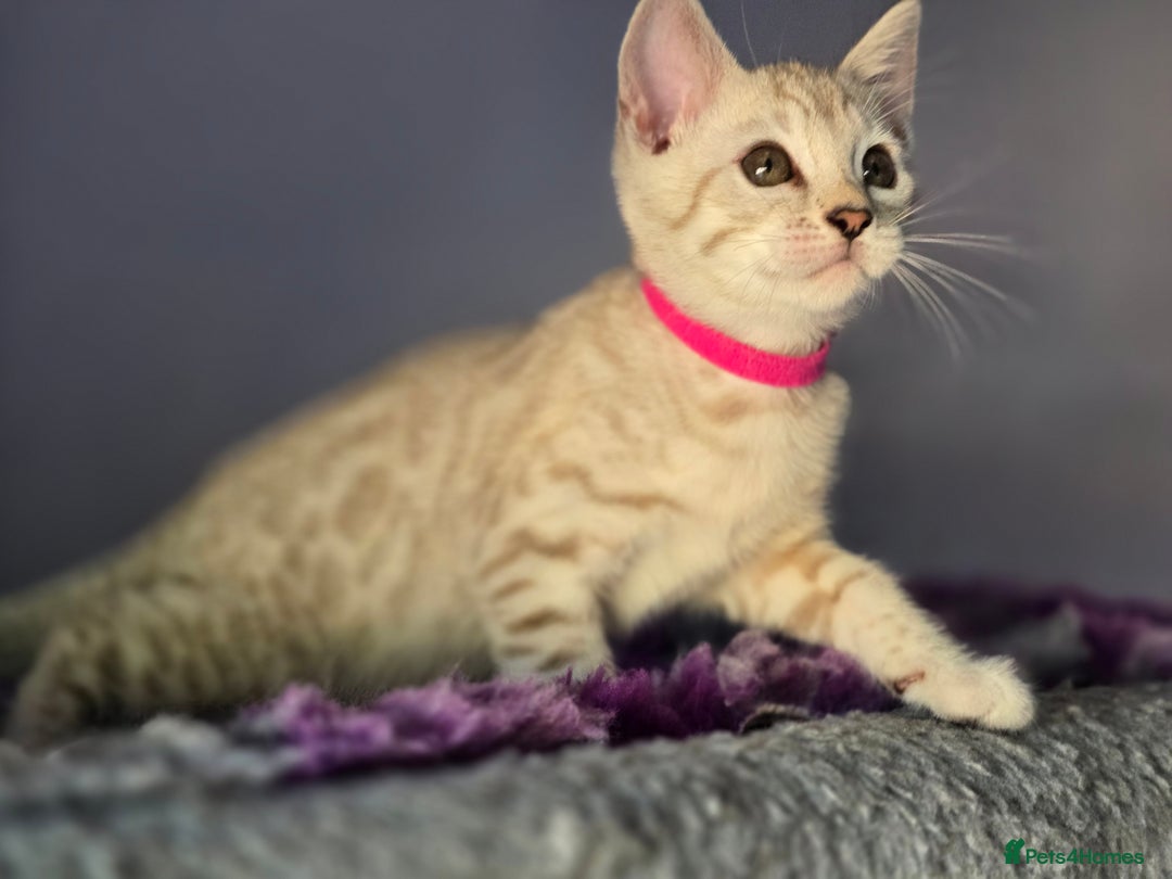 Bengal cats for sale: TICA Champion Bengal Kittens  - Image 16