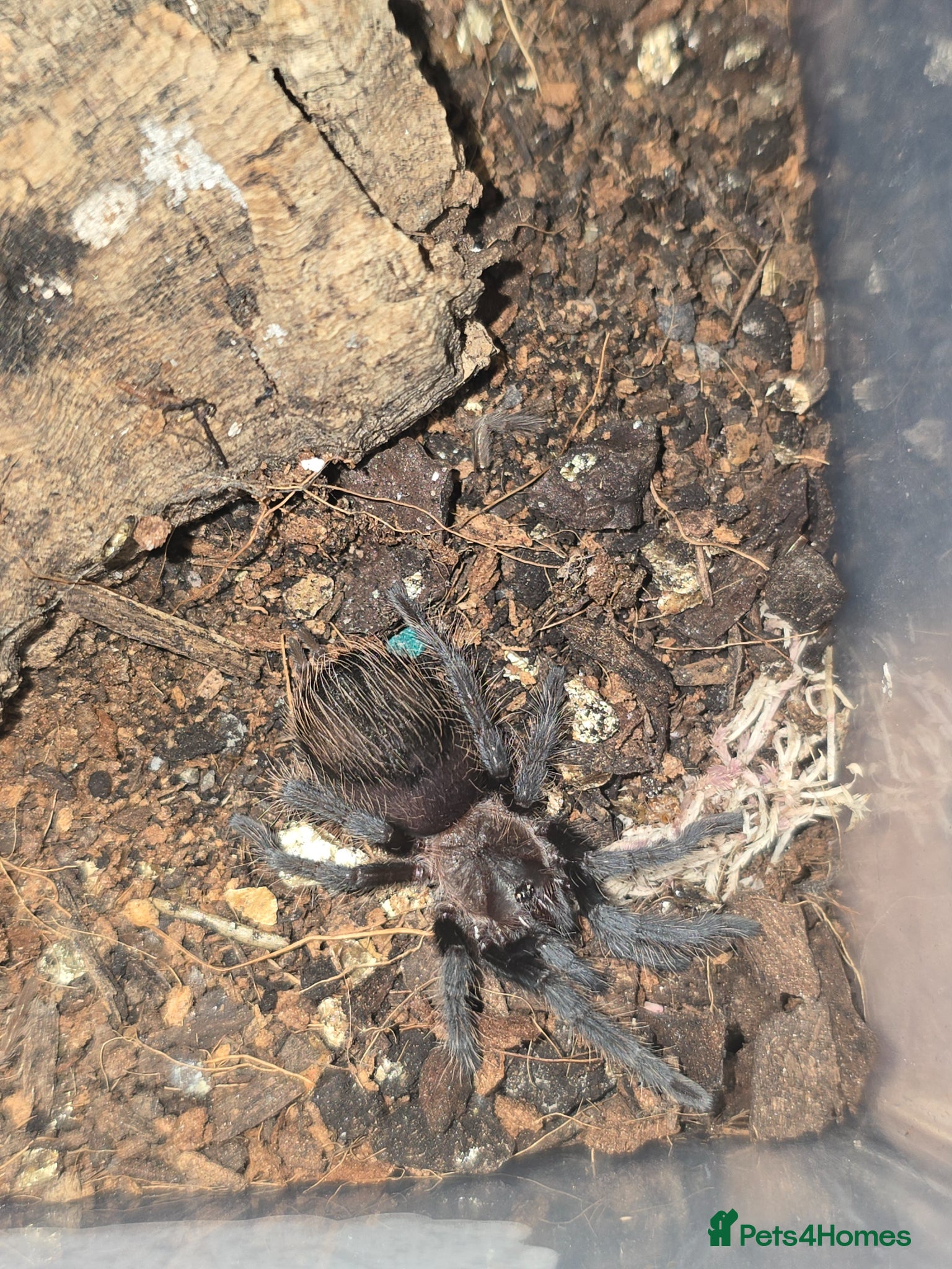 Tarantulas invertebrates Tarantula list - Advert 2