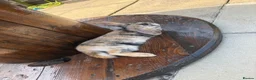 English Lop rabbits for sale: Biscuit  in Market Rasen - Advert 4
