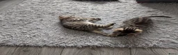 Mixed Breed cats for sale: Kittens for sale  in Larkhall - Advert 10