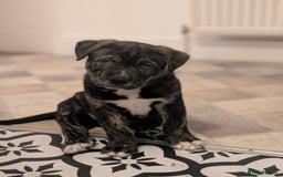 Mixed Breed dogs for sale: Two beautiful Staffy x Husky puppies  - Image 24