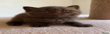 British Shorthair 3