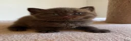 British Shorthair cats for sale: Stunning Chocolate BSH Kittens - Advert 6