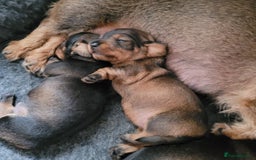 Miniature Dachshund dogs for sale: Wired Haired miniature daschund  - Image 2