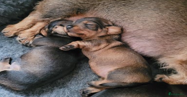 Miniature Dachshund dogs - Advert 3