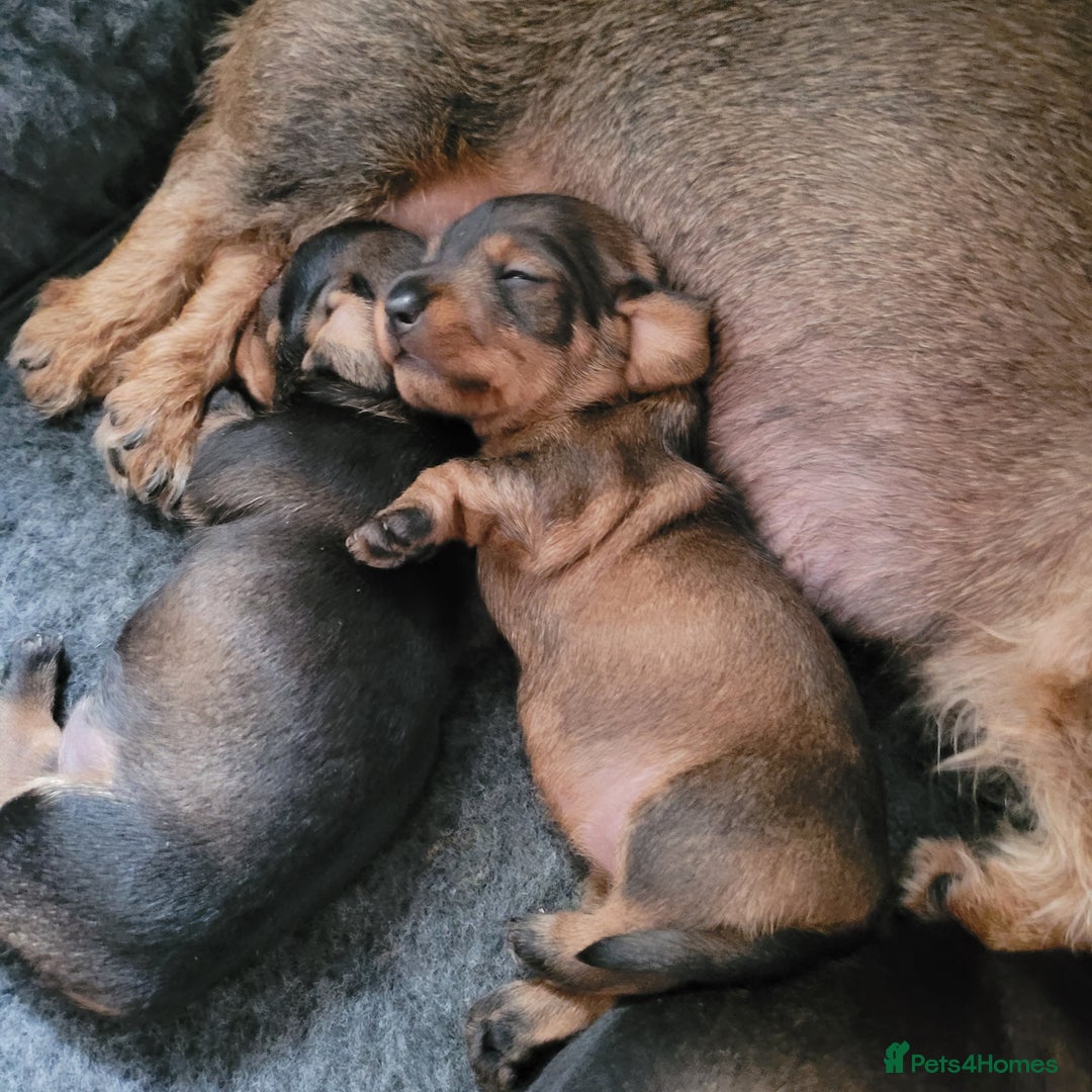 Miniature Dachshund dogs for sale: Wired Haired miniature daschund  - Image 2