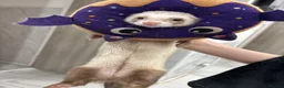Ferret rodents for sale: One year old female Jill Sushi, for rehoming.  in Romford - Advert 3