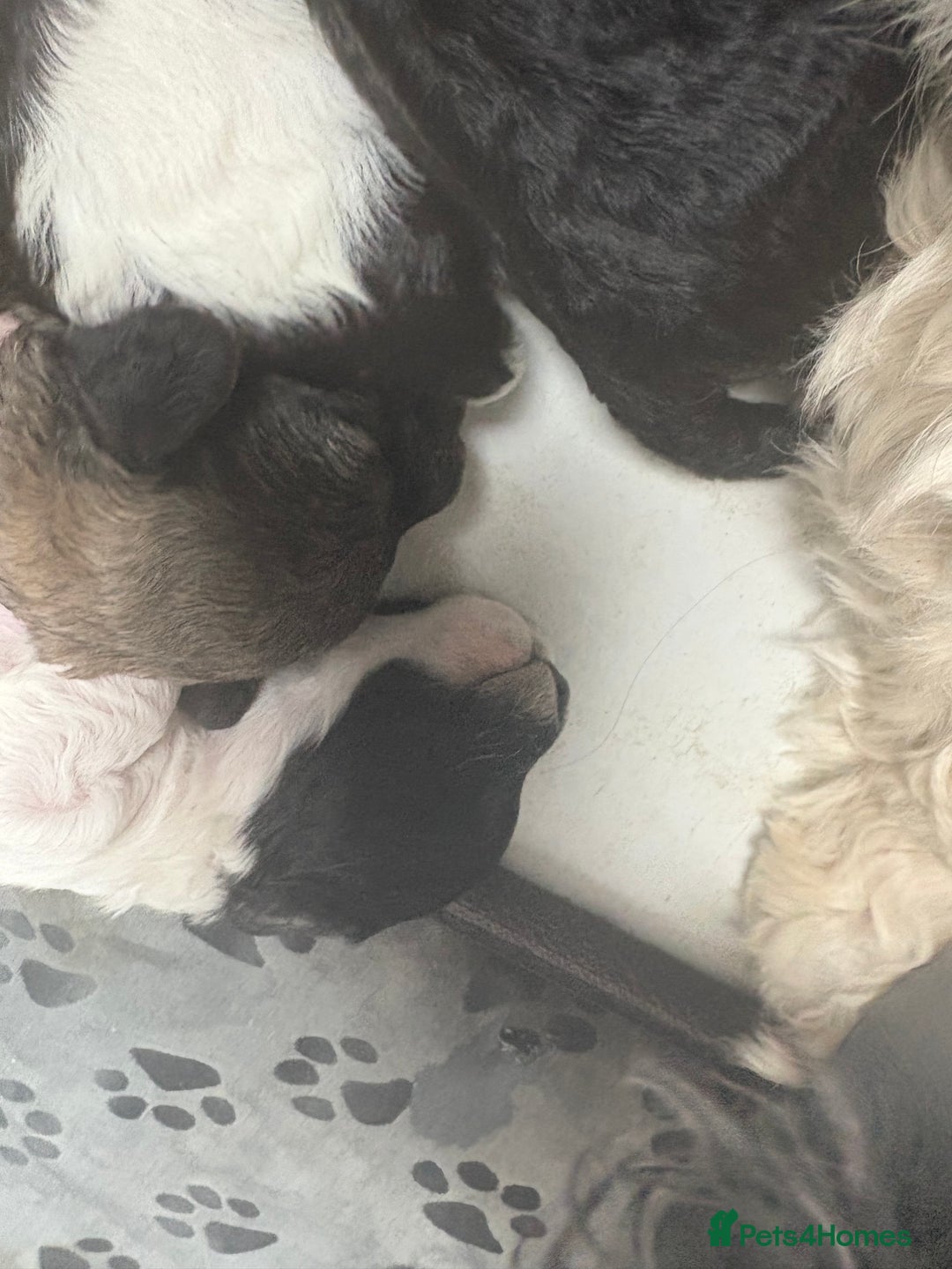 Mixed Breed dogs for sale: 6 beautiful Shihpoo + cotton de Tulear puppies - Image 6