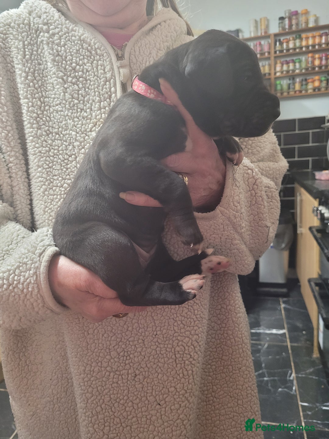 Great Dane dogs for sale: Magnificent litter of black great dane puppies - Advert 8