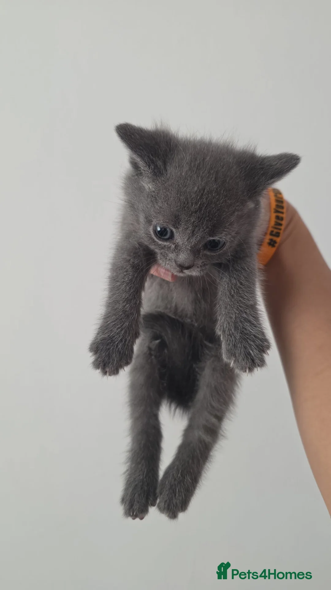 Mixed Breed cats for sale: 2 beautiful female kittens in Edinburgh - Advert 3