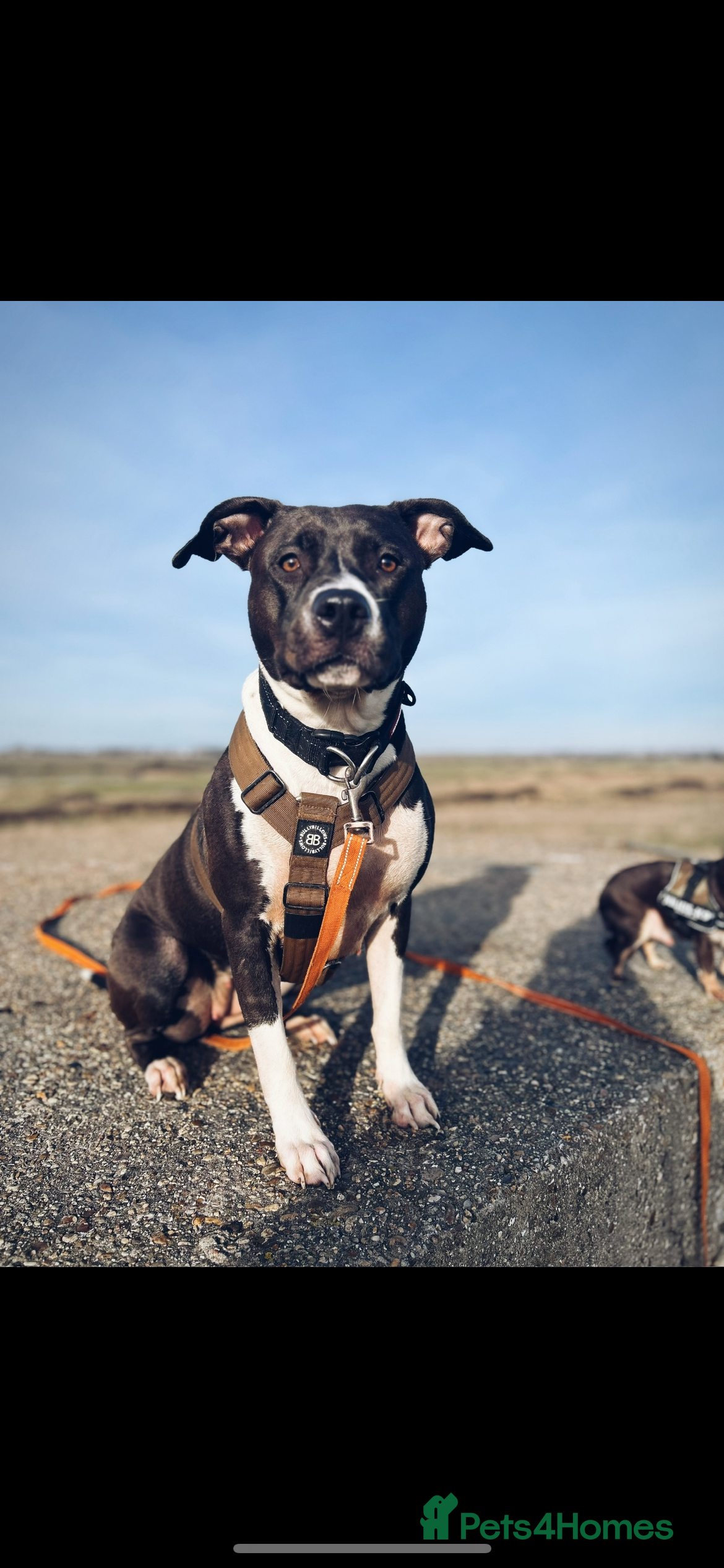 Mixed Breed dogs Remi  - Advert 3