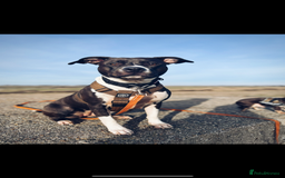 Mixed Breed dogs for sale: Remi  - Image 1